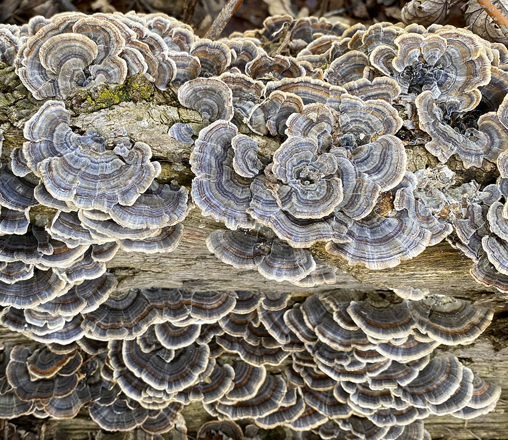 Turkey tail mushrooms on a dead log.