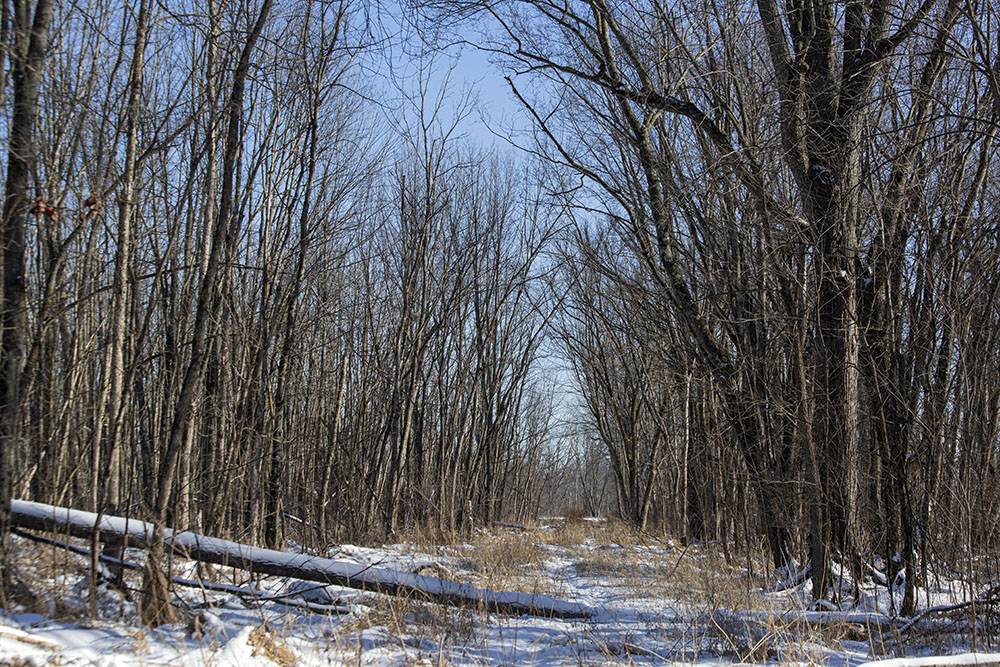 A cleared, tunnel-like passage, likely once a road, leading into the swamp