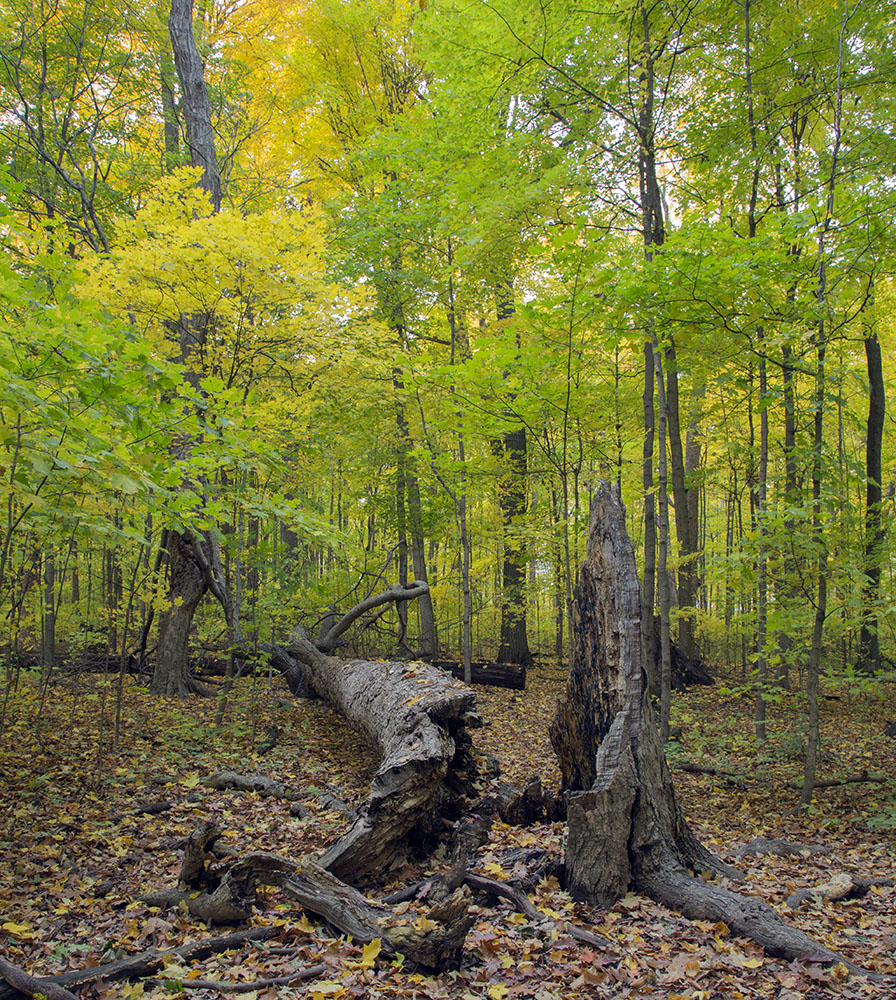 Cudahy Nature Preserve, a protected State Natural Area adjacent to Mitchell International Airport in Oak Creek.