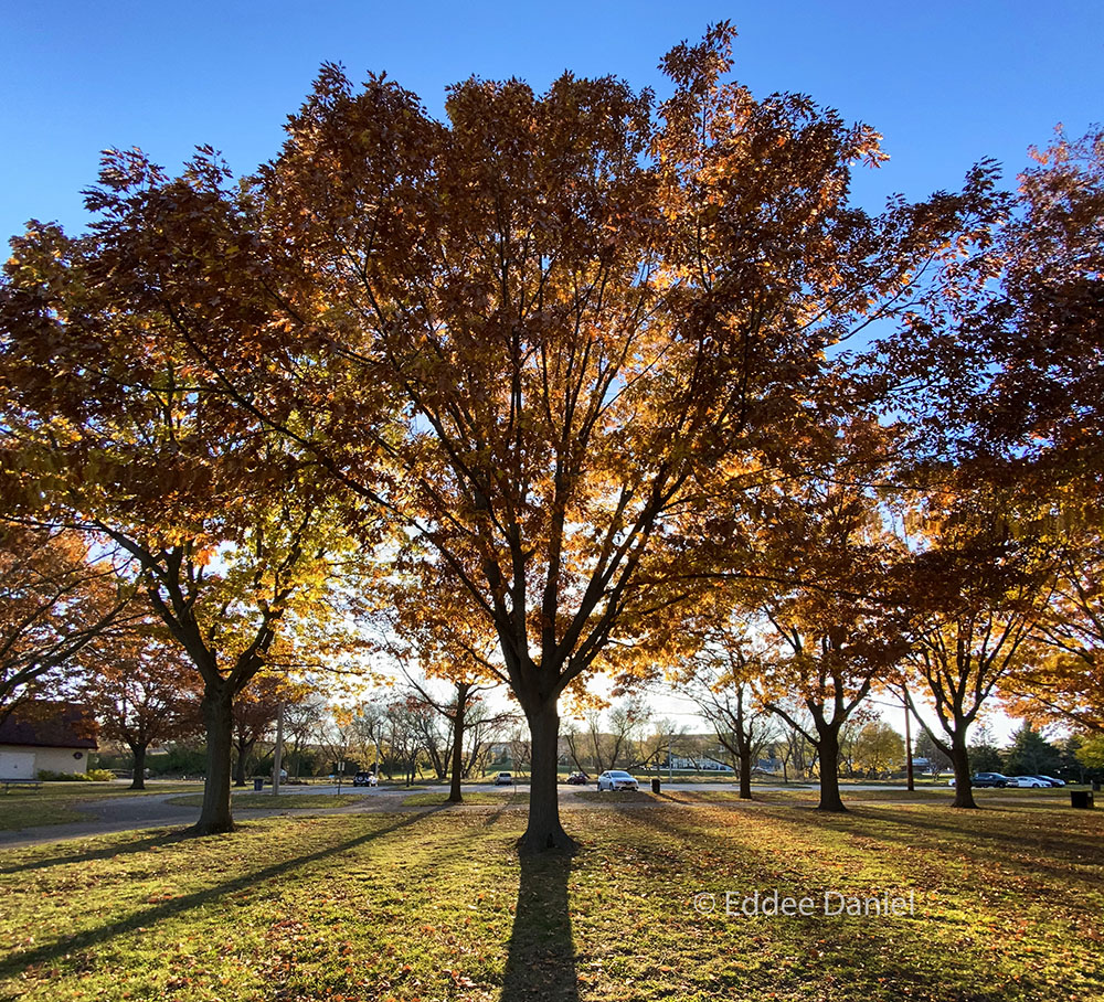 Sunset through trees at Kulwicki Park, Greenfield.