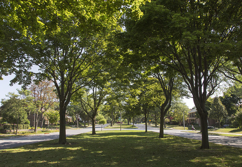 Tree cover on Newberry Boulevard, an upscale residential neighborhood.