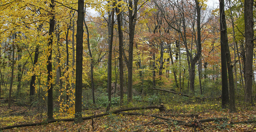 Nature trail in Noyes Park in autumn, Milwaukee.