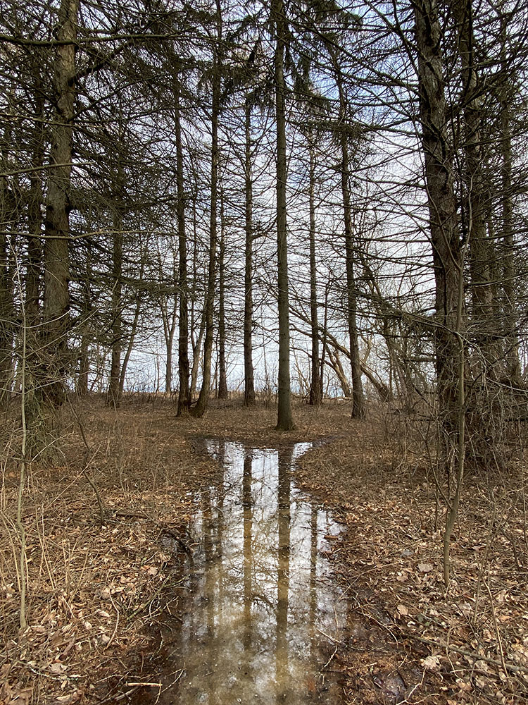 A woodland trail sinks into oblivion.