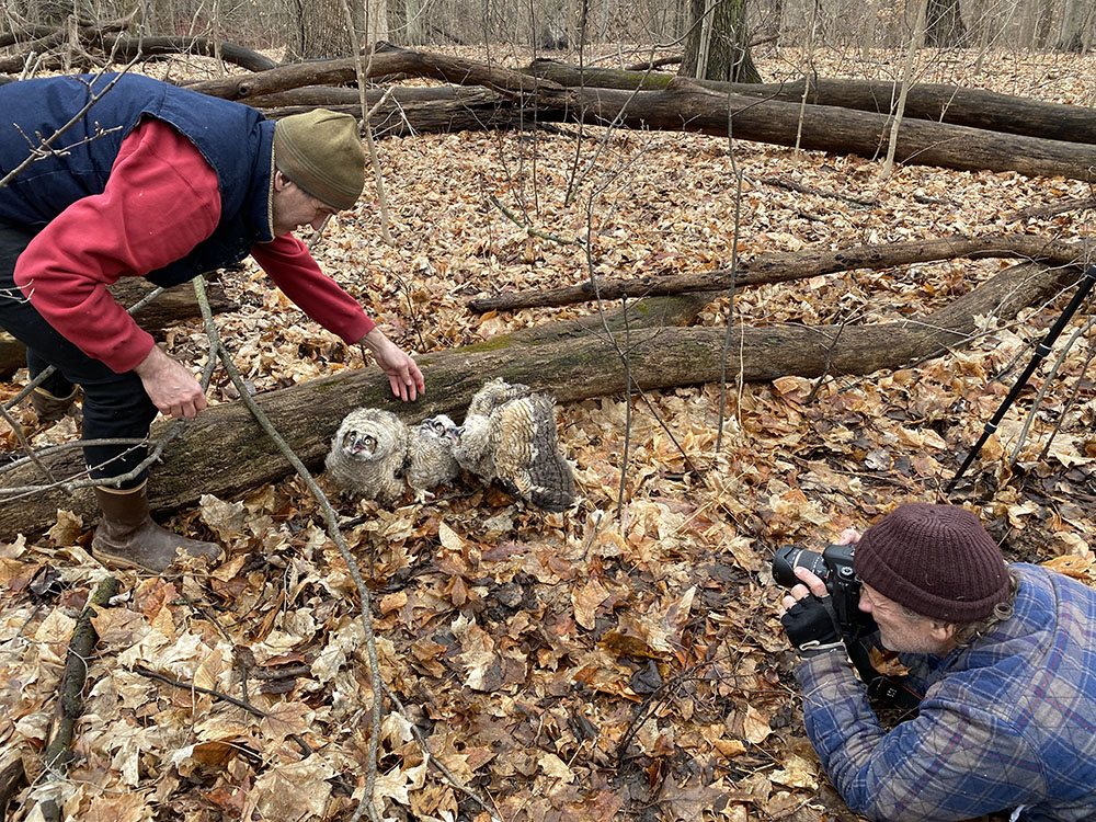 Arranging the owlets for their debut portraits.