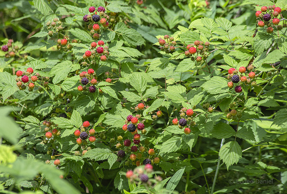 Ripening black raspberries in the Valley Creek Corridor.