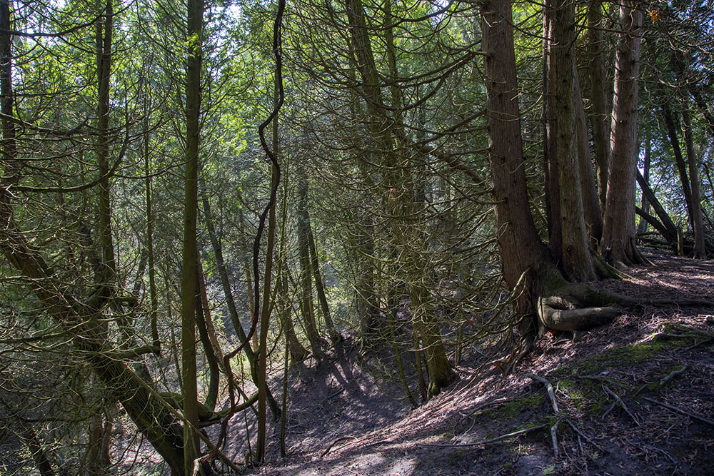 A stand of cedars on the edge of the gorge.