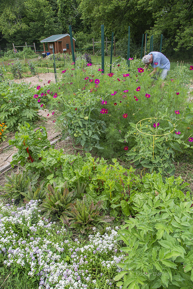 A gardener in the community gardens.