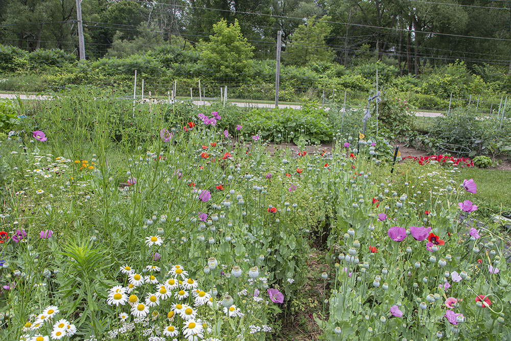 Community Gardens adjacent to the Ozaukee Interurban Trail.