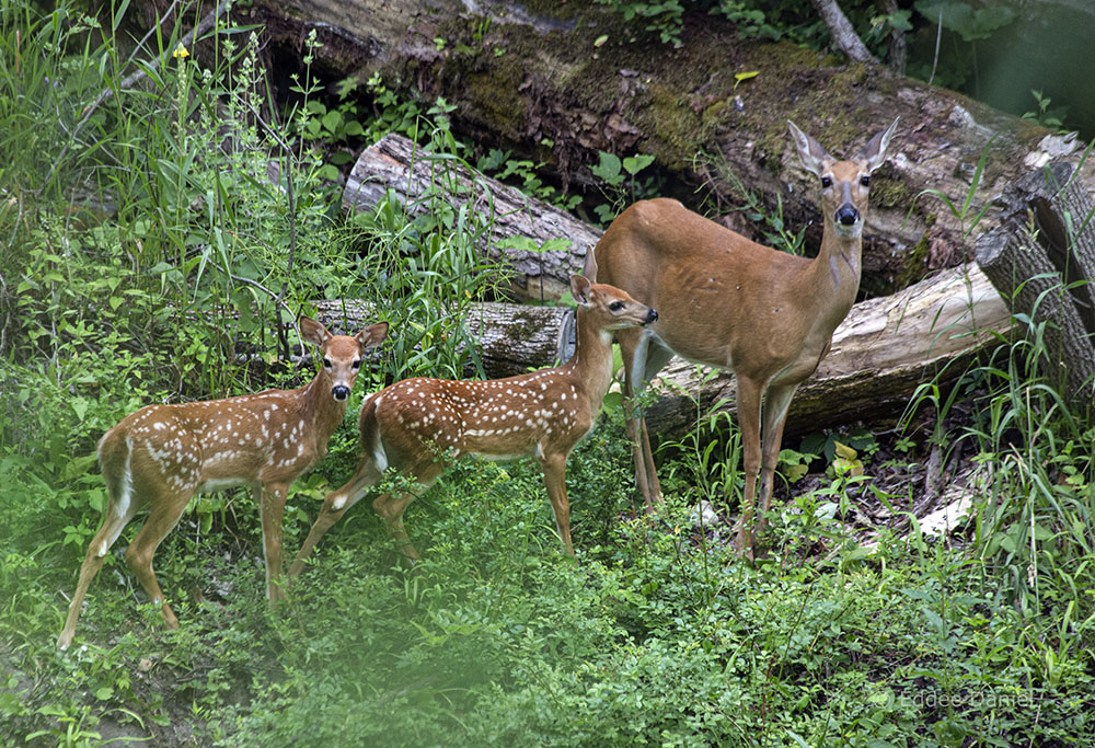 A doe and two fawns along the bank of Valley Creek.