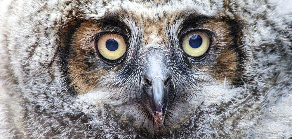 owl eyes