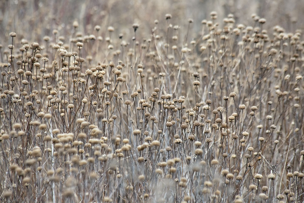 A field of desiccated forbs.