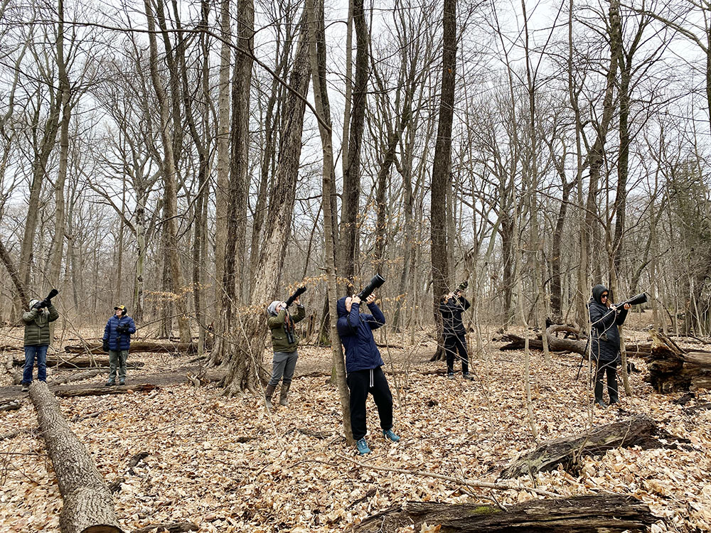 The flock of birders training their cameras on the owl nest.