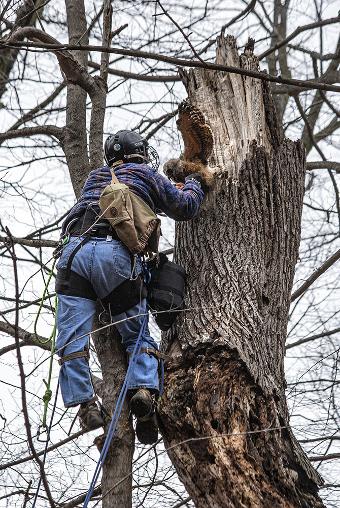 Bill Stout plucks an owlet from the nest cavity.