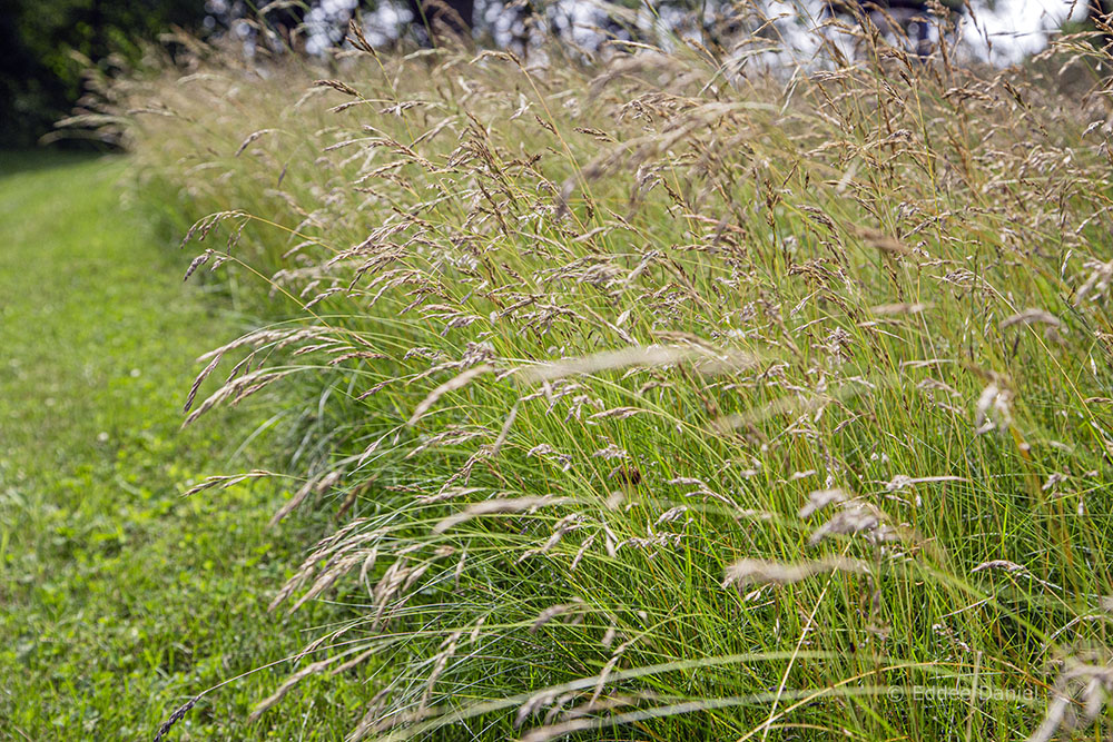 A patch of prairie in an upland section of the corridor.