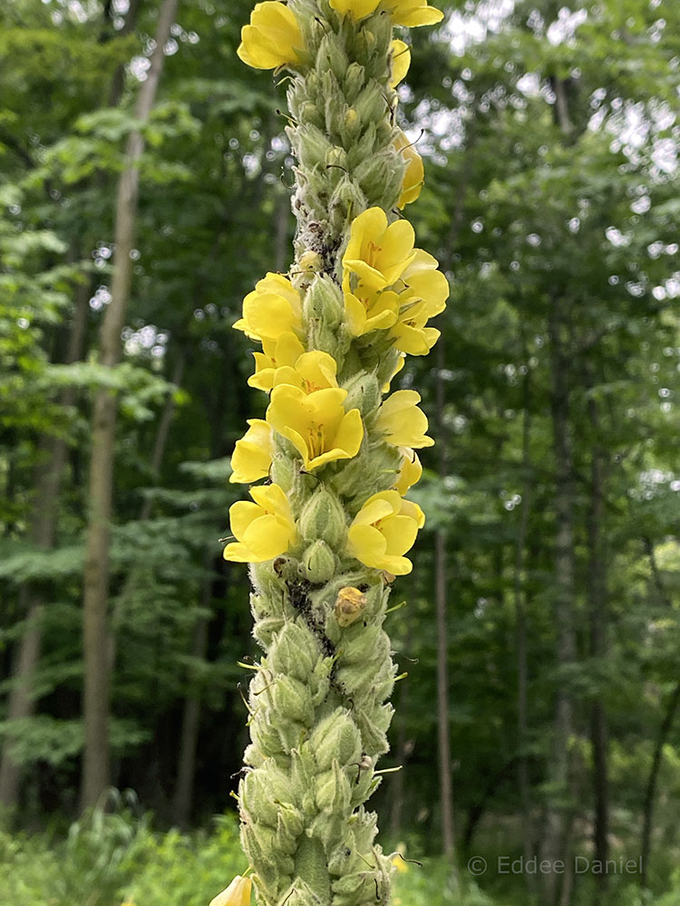 Great mullein along the creek.