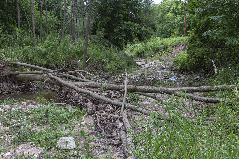 A logjam of downed trees across the creek.