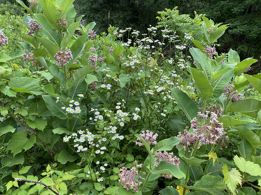 Milkweed and daisy fleabane growing wild along the creek.