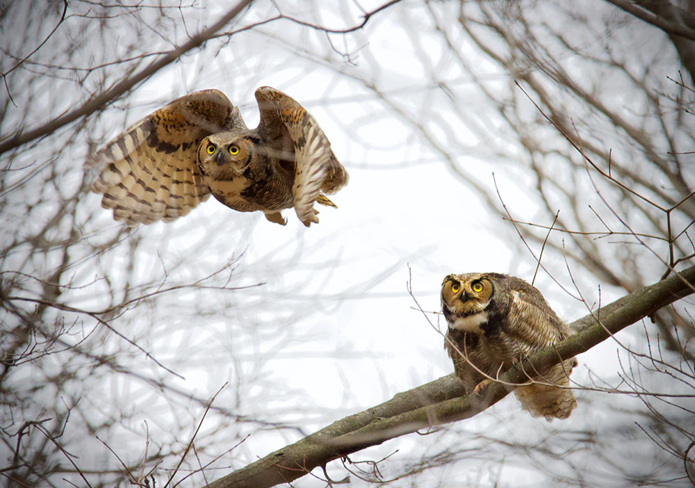 Mom and Dad, satisfied with each other, still agitated about the babies.