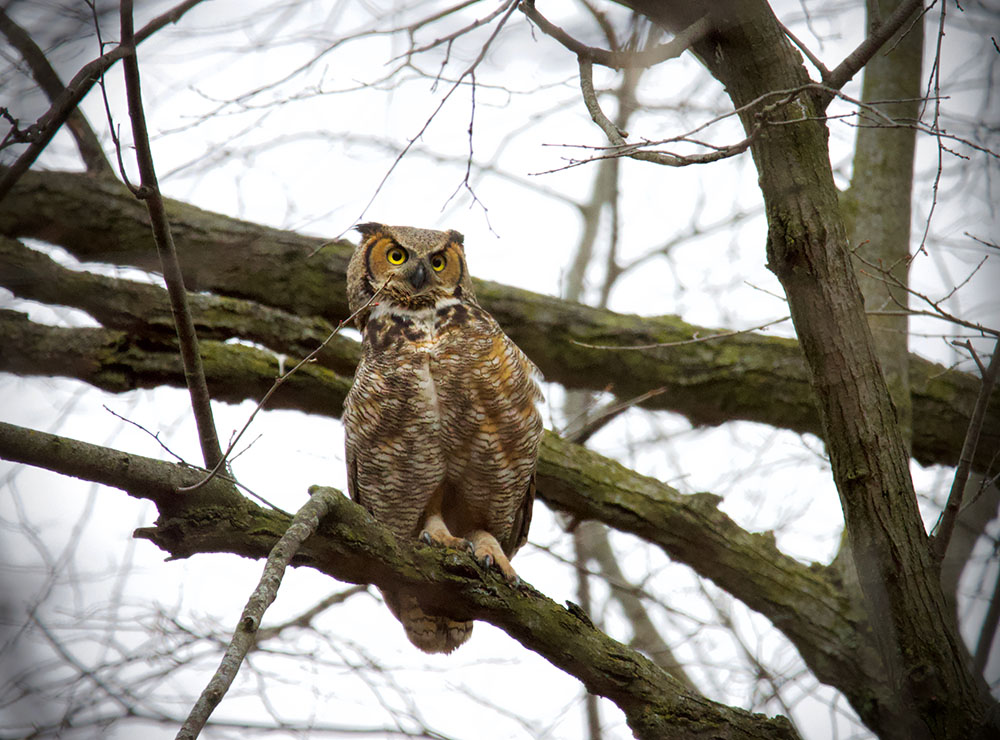 Mother owl on her perch high above the nest and the people.