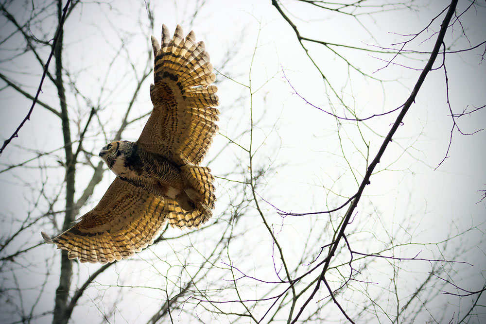 Mother owl flying overhead. 