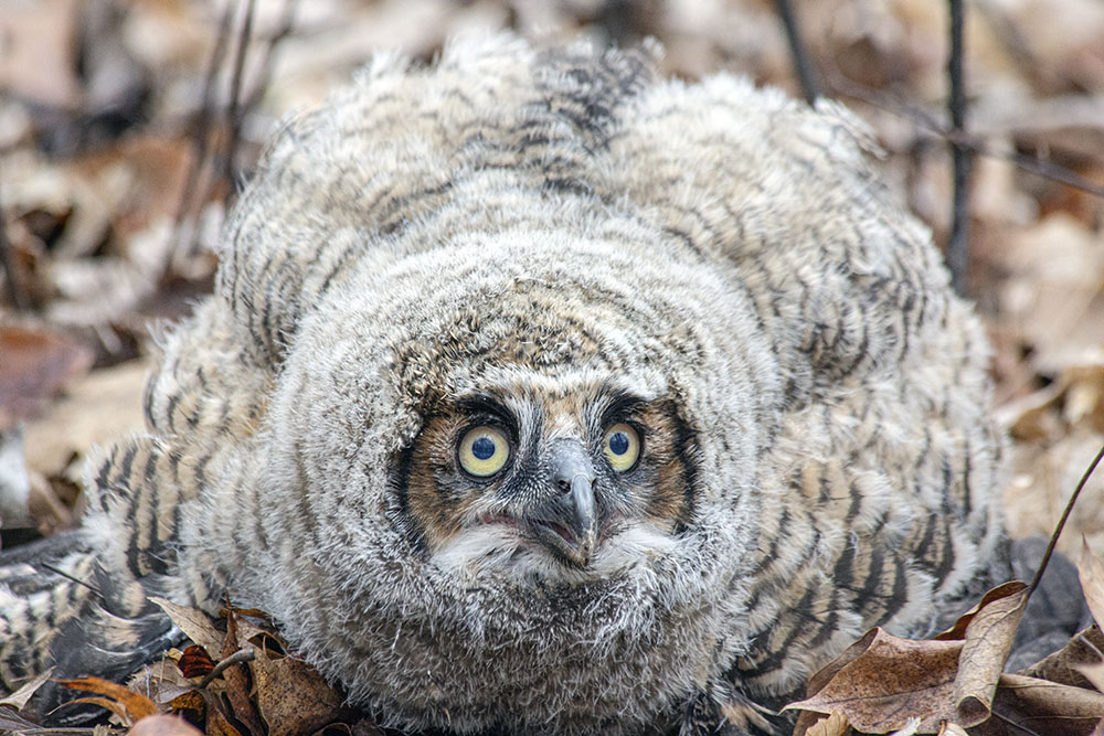 Close up of owlet on the ground.