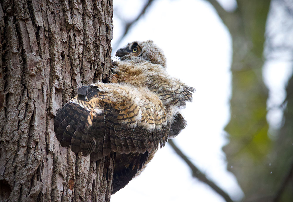 One of the owlets scrambles out of the nest in an ultimately futile attempt to evade capture.