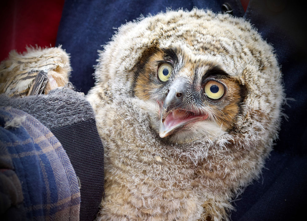 Owlet being banded. 