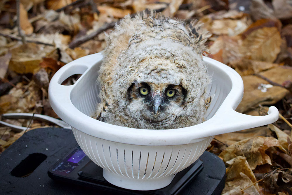 Close up of owlet on scale. 