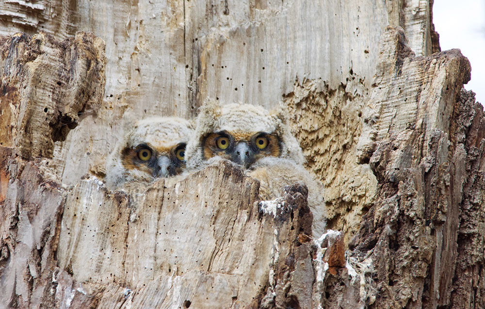 Lizzie Melk's 600mm view of the owlets in the nest.