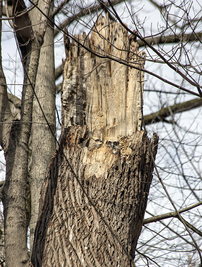 My 300mm view of the owlets in the nest.