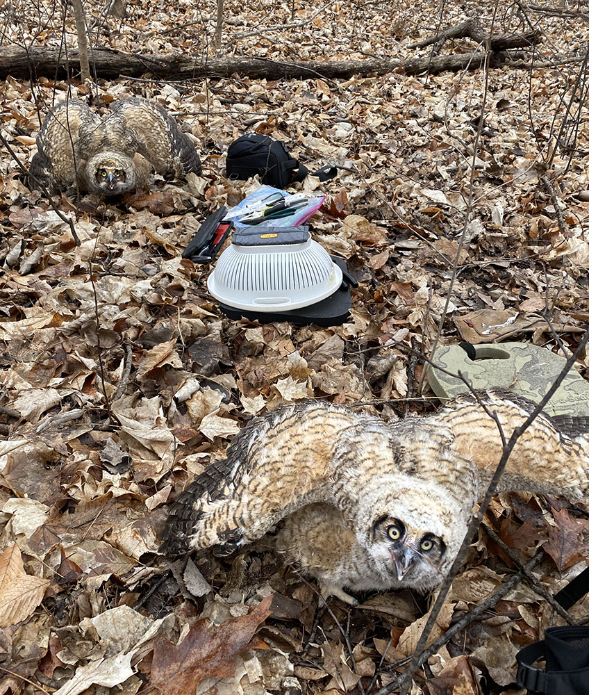 Two of the owlets on the ground spread their wings defensively.