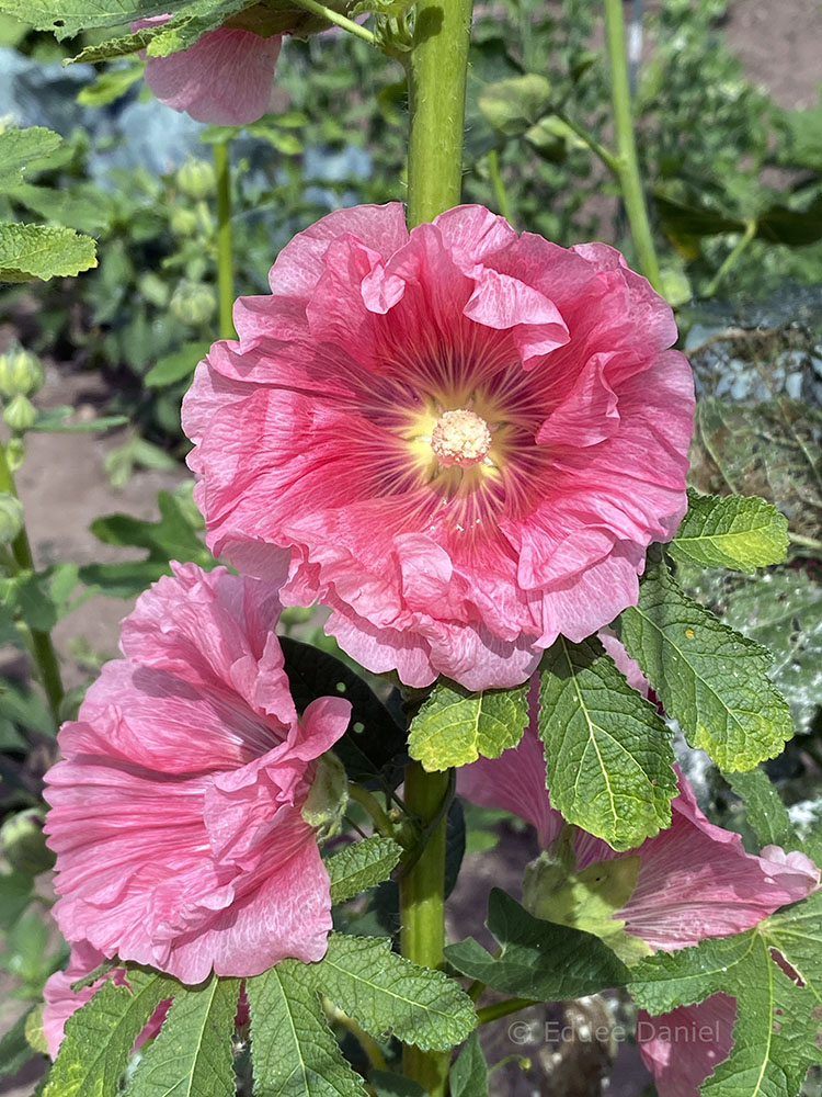 Hollyhocks grace the community gardens for the enjoyment of passersby.