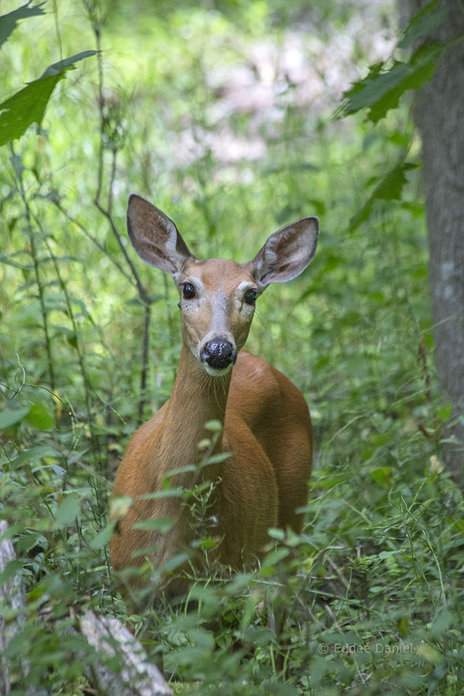 A quizzical young deer wonders about my presence near the creek.