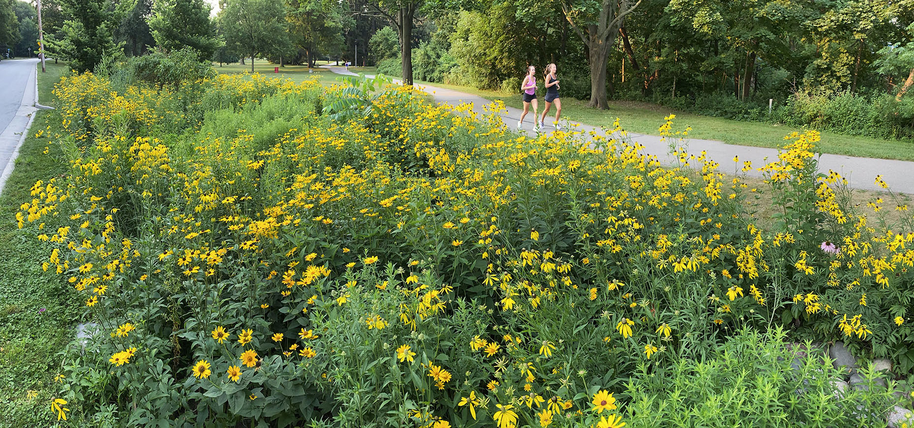 Rain Garden in Hoyt Park