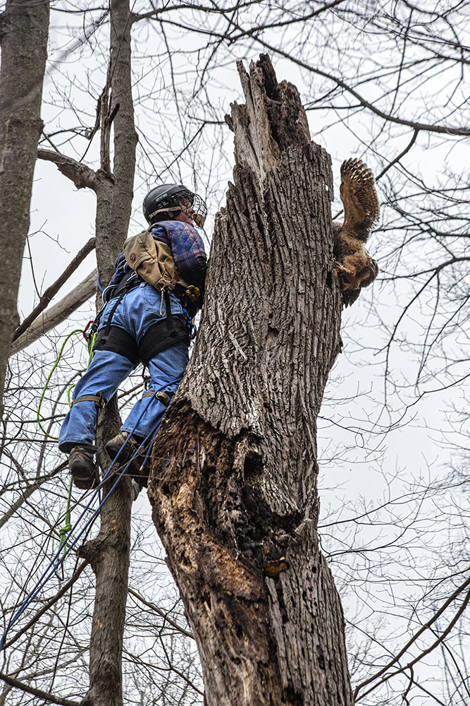 Biologist and bird face of around the top of the basswood trunk.