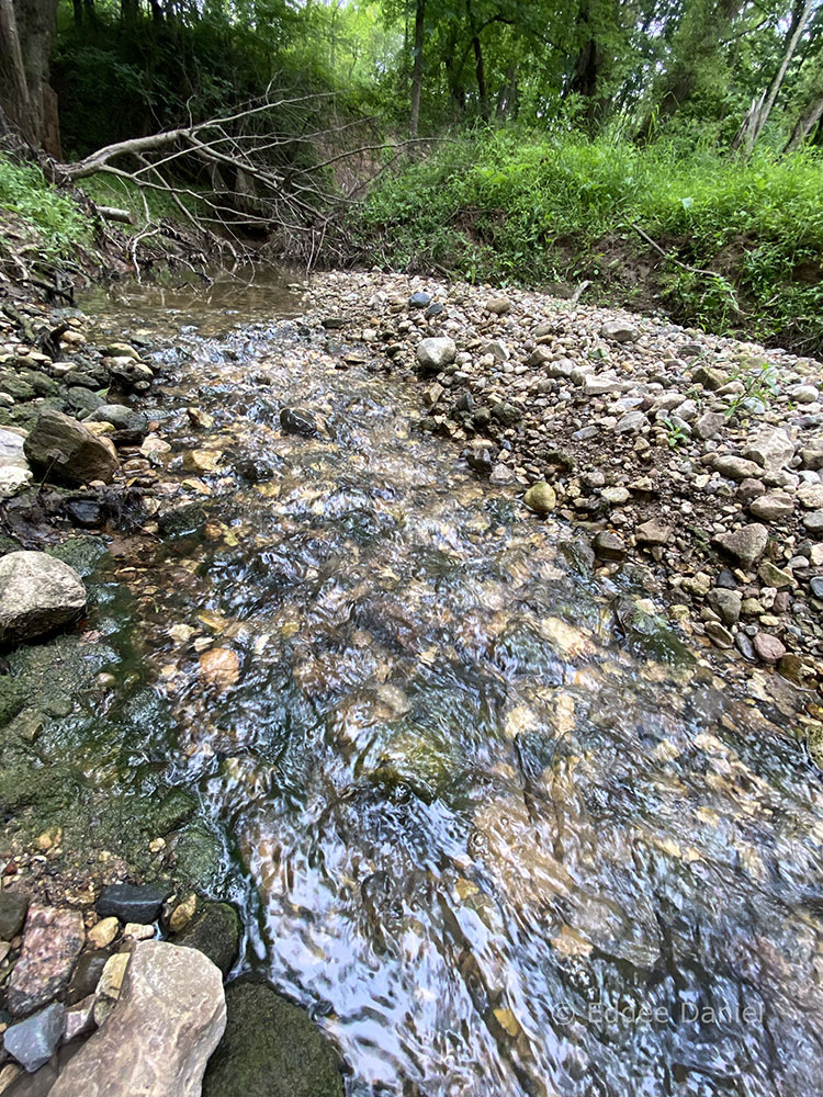 A riffle in the creek.