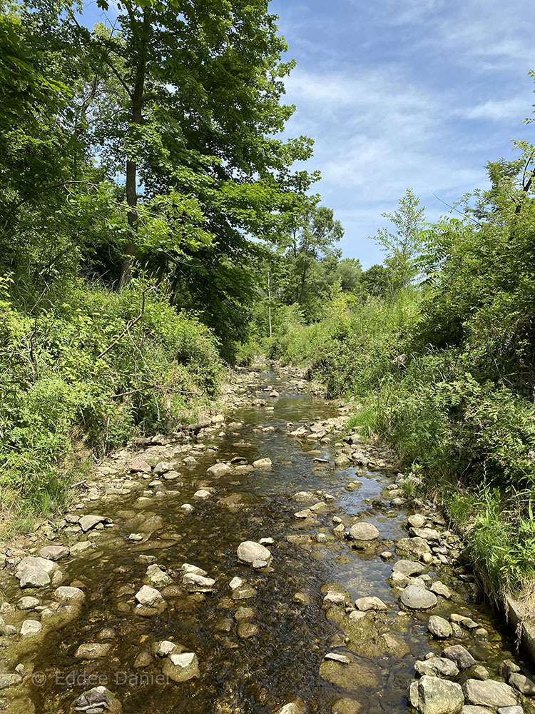 Valley Creek as it enters downtown Port Washington.