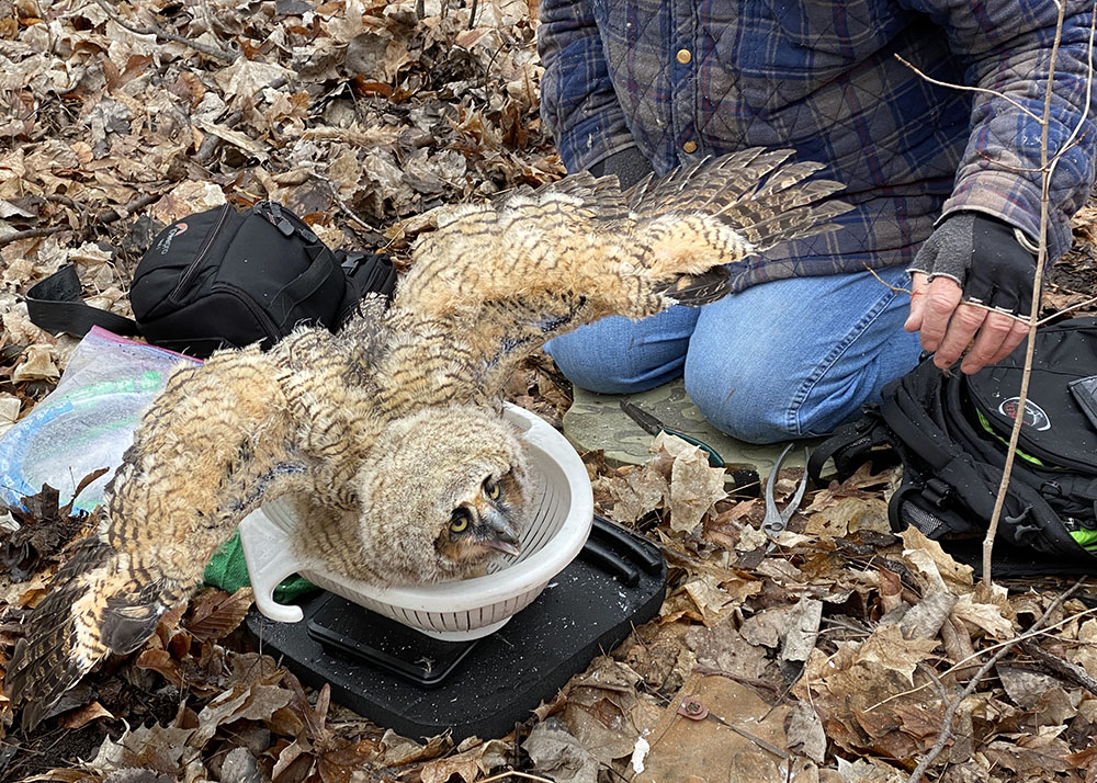 An owlet protests placement on the scale. 