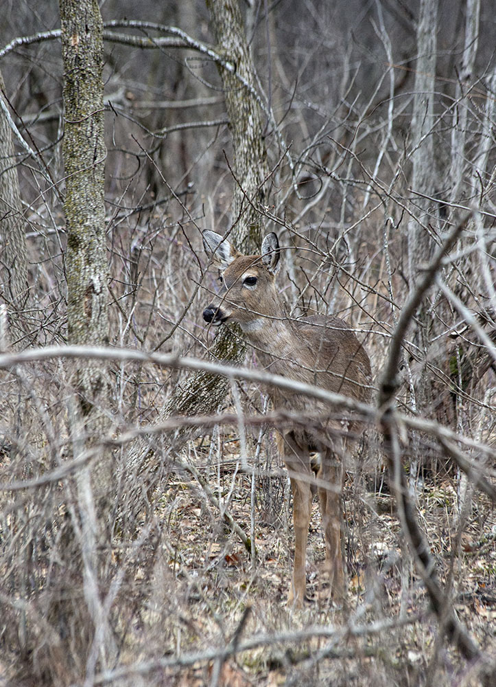 Sharp-eyed visitors could spot a small herd of 6-7 white-tailed deer camouflaged in the woods.