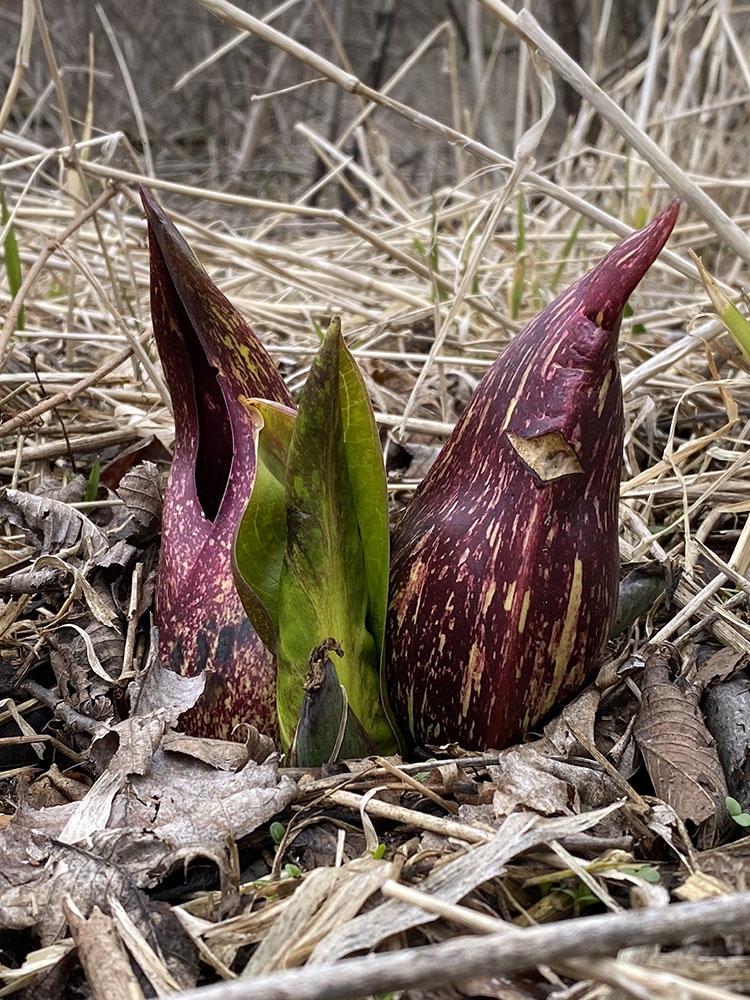 Flowering skunk cabbage, one of the few plants in bloom this early in the season.