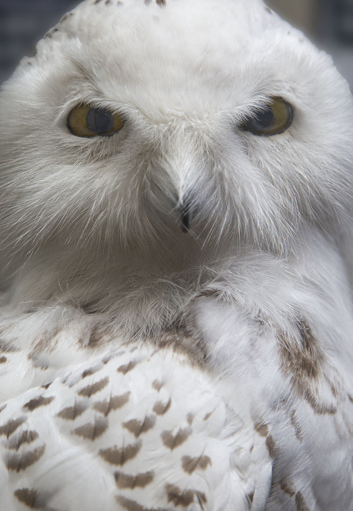 Snowy owl (stuffed), on display inside the Center.