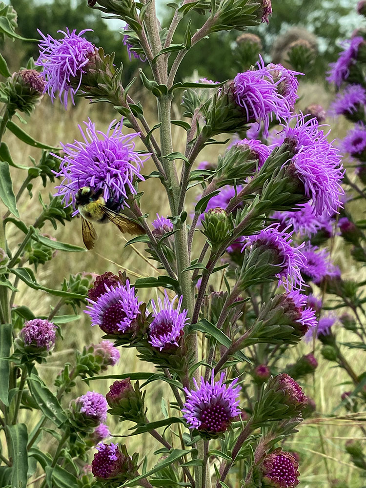 Rough blazing star