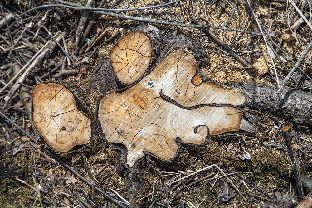 The surprisingly aesthetic stump of a clump of buckthorn. 