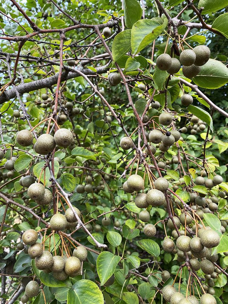 Callery Pear tree