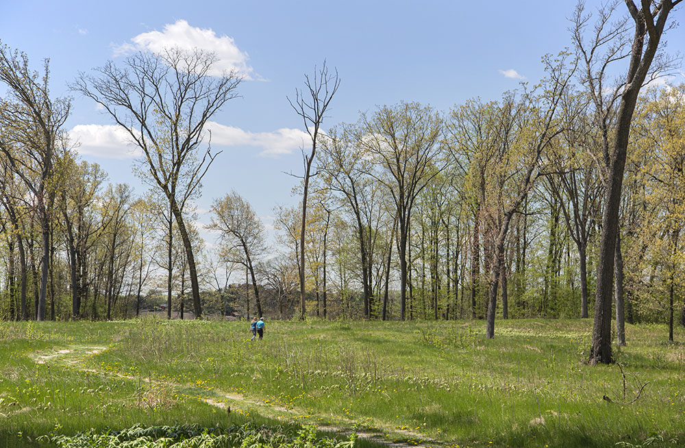 A couple hiking, dwarfed by the cathedral-like meadow