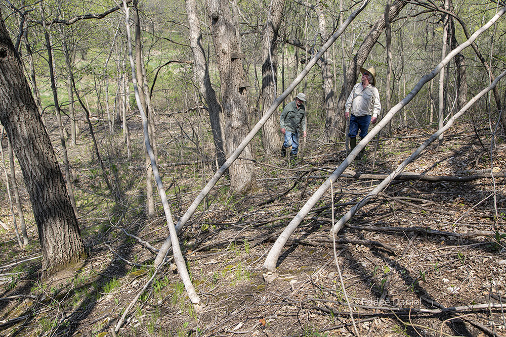 Sugar maples that have been cut to restore the oak woodland. 