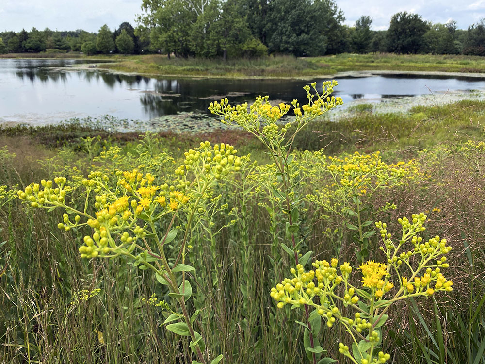 Goldenrod foregrounds one of the arboretum's ponds