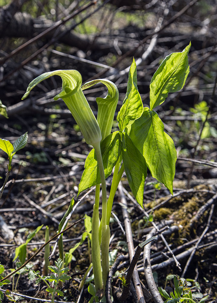 Jack in the Pulpit in bloom.