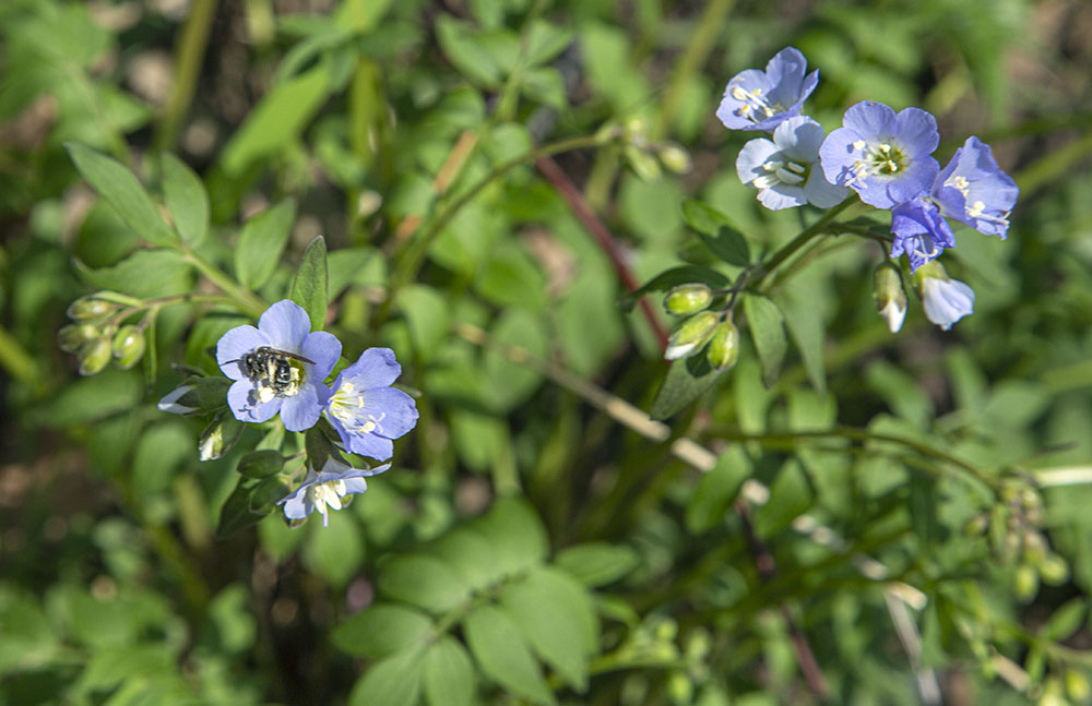 Jacob's Ladder in bloom.