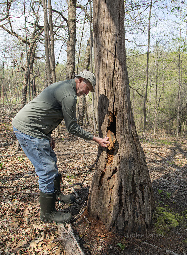 John, one of The Prairie Enthusiasts, observing the rot inside a dead oak.